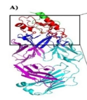 Cover image of the article: Computational and Experimental Evaluation of Linker Peptides and Thioredoxin Fusion Tag in CD20-rituximab Specific Interactions