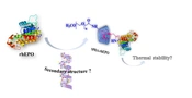 Cover image of the article: Application of SPRA Technology for Delivery of Erythropoietin: Stability Evaluation of Conjugated Erythropoietin with Adamantane and in SPRA Inclusion Complex
