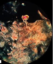 Cover image of the article: A Mechanistic Study on the Fluidization and Enhancement Effects of Cineole Toward Stratum Corneum Intercellular Lamellar Lipids: A Liquid Crystalline Model Approach