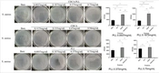 Cover image of the article: Preparation and in Vitro Property Research of Cholic Acid Nanoparticles with Dual-functions of Hemostasis and Antibacterial