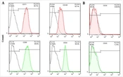 Cover image of the article: In Vitro Chondrogenic Differentiation of Human Adipose-Derived Stem Cells by Diacerein