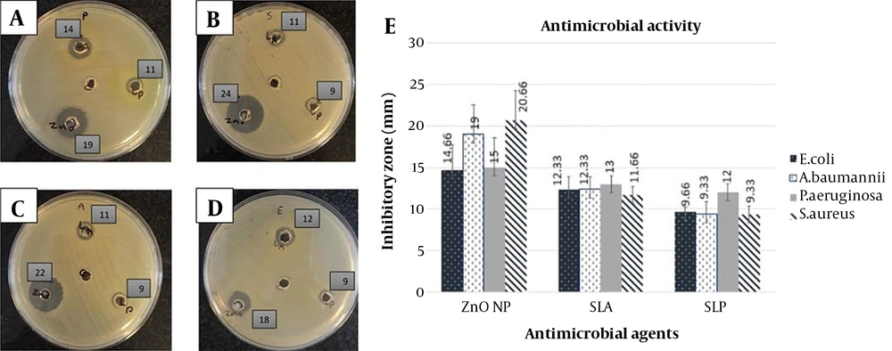 Antibacterial activity (agar well diffusion assay): (A-D) Inhibition zone of antibacterial agents on Muller-Hinton agar medium. ZnO-CNP at a concentration of 140 µg/mL (down and left), SLP at a concentration of 100 µL (down and right), SLA at a concentration of 100 µL (up) against <i>P. aeruginosa</i> ATCC 27853 (A), <i>S. aureus</i> ATCC 25923 (B), <i>A. baumannii</i>ATCC 19606 (C), and <i>E. coli</i> ATCC 25922 (D). The well in the middle of the plate: DDW as negative control. The numbers beside the wells: Inhibition zone of antibacterial agents. (E) Mean inhibitory diameter of antibacterial agents against ESKAPE bacterial strains (mean ± SD). Abbreviations: SLA, CFS of <i>Lactobacillus acidophilus</i>; SLP: CFS of <i>Lactobacillus plantarum</i>; ZnO NP: ZnO-CNPs Antibacterial activity (agar well diffusion assay): (A-D) Inhibition zone of antibacterial agents on Muller-Hinton agar medium. ZnO-CNP at a concentration of 140 µg/mL (down and left), SLP at a concentration of 100 µL (down and right), SLA at a concentration of 100 µL (up) against <i>P. aeruginosa</i> ATCC 27853 (A), <i>S. aureus</i> ATCC 25923 (B), <i>A. baumannii</i>ATCC 19606 (C), and <i>E. coli</i> ATCC 25922 (D). The well in the middle of the plate: DDW as negative control. The numbers beside the wells: Inhibition zone of antibacterial agents. (E) Mean inhibitory diameter of antibacterial agents against ESKAPE bacterial strains (mean ± SD). Abbreviations: SLA, CFS of <i>Lactobacillus acidophilus</i>; SLP: CFS of <i>Lactobacillus plantarum</i>; ZnO NP: ZnO-CNPs
