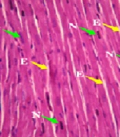 Non-clinical Safety Evaluation of Camelina Oil: Acute and 12-Week Oral Toxicities