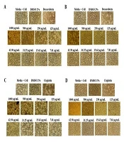 Cover image of the article: Untargeted LC/HRMS Metabolomics Analysis and Anticancer Activity Assay on MCF-7 and A549 Cells from Coleus amboinicus Lour Leaf Extract