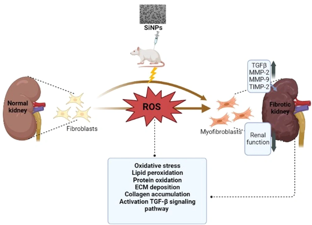 A proposed schematic diagram illustrating silica nanoparticles-induced renal toxicity and fibrosis. A proposed schematic diagram illustrating silica nanoparticles-induced renal toxicity and fibrosis.