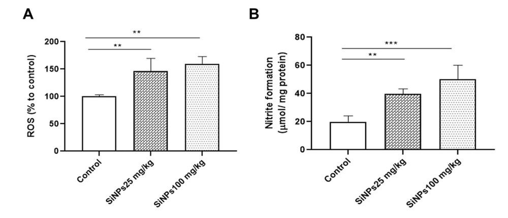 Silica nanoparticles (SiNPs) induced oxidative stress in the kidneys of rats at doses of 25 and 100 mg/kg of body weight for 28 days on the levels of A, reactive oxygen species and B, nitric oxide. Each value is expressed as the mean ± SEM of 10 rats per group. **P < 0.01 and ***P < 0.001: SiNPs groups compared to the control group. Abbreviations: ROS, reactive oxygen species; SiNPs, silica nanoparticles. Silica nanoparticles (SiNPs) induced oxidative stress in the kidneys of rats at doses of 25 and 100 mg/kg of body weight for 28 days on the levels of A, reactive oxygen species and B, nitric oxide. Each value is expressed as the mean ± SEM of 10 rats per group. **P < 0.01 and ***P < 0.001: SiNPs groups compared to the control group. Abbreviations: ROS, reactive oxygen species; SiNPs, silica nanoparticles.