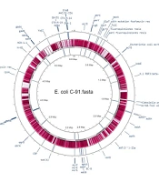 Genomic Characteristics of an Extensive-Drug-Resistant Clinical Escherichia coli O99 H30 ST38 Recovered from Wound