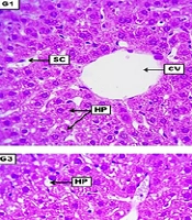 Cover image of the article: Sub-chronic Toxicity Study of Heracleumlasiopetalum Extract Towards Healthy Sprague Dawley Rats