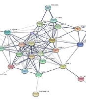 Cover image of the article: Bioinformatics and Gene Expression Omnibus Analysis of Key Candidate Genes and Pathways Associated with Femoral Head Necrosis