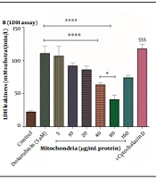 Mitochondrial Transplantation Alleviates Doxorubicin-Induced Toxicity in Rat Renal Cells