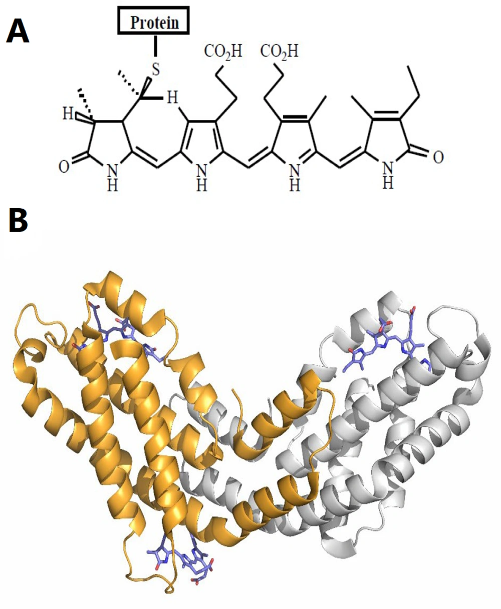 A, chemical structure of the bilin chromophores in phycocyanin (<a href="#A147060REF24">24</a>); B, tertiary structure unit of C-phycocyanin (C-PC) from Spirulina platensis. The alpha subunit of C-PC is shown in gray, the beta subunit in orange, and phycocyanobilin (PCB) in purple stick representation (PDB ID: 1gh0). A, chemical structure of the bilin chromophores in phycocyanin (<a href="#A147060REF24">24</a>); B, tertiary structure unit of C-phycocyanin (C-PC) from Spirulina platensis. The alpha subunit of C-PC is shown in gray, the beta subunit in orange, and phycocyanobilin (PCB) in purple stick representation (PDB ID: 1gh0).