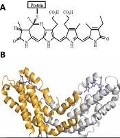 C-Phycocyanin and Phycocyanobilin as a Novel Adjuvant in Hepatitis B Vaccine