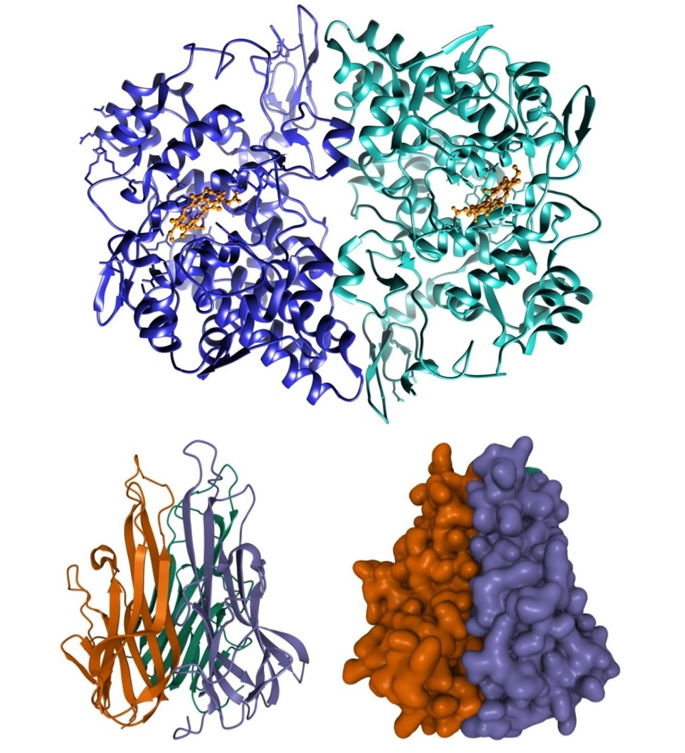 bpc-157 anti-inflammatory effects tnf-α il-6 cox-2 Multifunctionality and Possible Medical Application of the BPC 157  Peptide—Literature and Patent Review