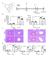 Study on the Role of Schisandrin B in Ameliorating Hepatic Ischemia-Reperfusion Injury by Modulating Hepatocyte Autophagy