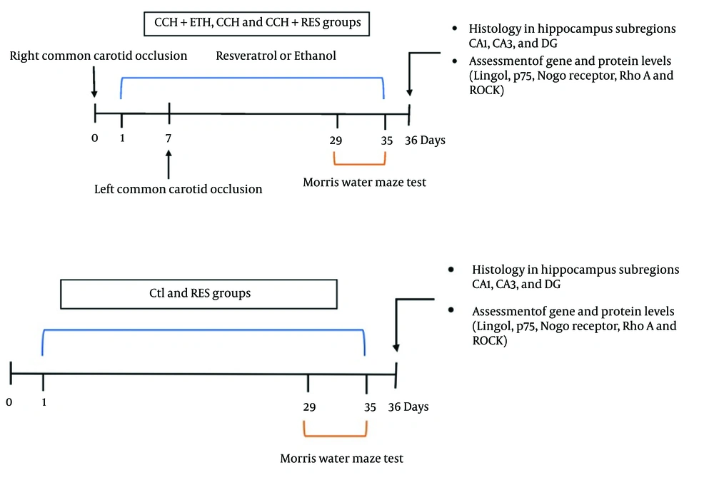 Experimental design–chronic cerebral hypoperfusion (CCH) model was induced by bilateral carotid artery occlusion (2VO). Rats received resveratrol (RES; 5 mg/kg, i.p.) or ethanol daily for 35 days following surgery. Day 0 refers to the day of the surgery. Experimental design–chronic cerebral hypoperfusion (CCH) model was induced by bilateral carotid artery occlusion (2VO). Rats received resveratrol (RES; 5 mg/kg, i.p.) or ethanol daily for 35 days following surgery. Day 0 refers to the day of the surgery.