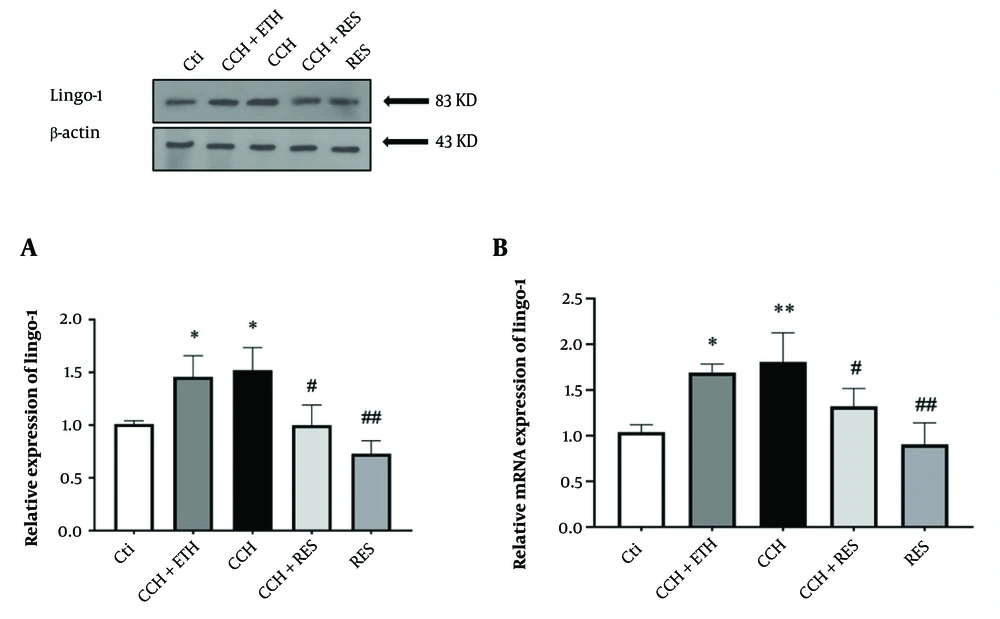 Lingo-1 expression – the protein (A) and mRNA (B) expression levels of Lingo-1 in the hippocampus were assessed in the following groups: Control (Ctl), chronic cerebral hypoperfusion (CCH), CCH + Ethanol (ETH), CCH + Resveratrol (RES) and RES. Results were normalized to β-actin expression. Data are expressed as mean ± SEM (n = 6); * P < 0.05 vs. Ctl, # P < 0.05 and ## P < 0.01 vs. CCH group. Lingo-1 expression – the protein (A) and mRNA (B) expression levels of Lingo-1 in the hippocampus were assessed in the following groups: Control (Ctl), chronic cerebral hypoperfusion (CCH), CCH + Ethanol (ETH), CCH + Resveratrol (RES) and RES. Results were normalized to β-actin expression. Data are expressed as mean ± SEM (n = 6); * P < 0.05 vs. Ctl, # P < 0.05 and ## P < 0.01 vs. CCH group.