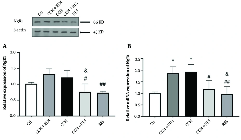 NgR1 expression – the protein (A) and mRNA (B) expression levels of NgR1 in the hippocampus were assessed in the following groups: Control (Ctl), chronic cerebral hypoperfusion (CCH), CCH + Ethanol (CCH + ETH), CCH+Resveratrol (CCH + RES) and resveratrol (RES). Results were normalized to β-actin expression. Data are expressed as mean ± SEM (n = 6); * P < 0.05 vs. Ctl, & P < 0.05 vs. CCH+ETH, # P < 0.05 and ## P < 0.01 vs. CCH group. NgR1 expression – the protein (A) and mRNA (B) expression levels of NgR1 in the hippocampus were assessed in the following groups: Control (Ctl), chronic cerebral hypoperfusion (CCH), CCH + Ethanol (CCH + ETH), CCH+Resveratrol (CCH + RES) and resveratrol (RES). Results were normalized to β-actin expression. Data are expressed as mean ± SEM (n = 6); * P < 0.05 vs. Ctl, & P < 0.05 vs. CCH+ETH, # P < 0.05 and ## P < 0.01 vs. CCH group.