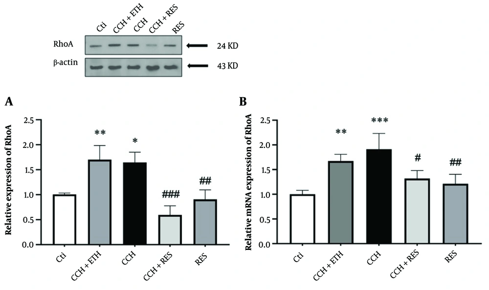 RhoA expression – the protein (A) and mRNA (B) expression levels of RhoA in the hippocampus were assessed in the following groups: Control (Ctl), chronic cerebral hypoperfusion (CCH), CCH + ethanol (ETH), CCH + resveratrol (RES) and RES. Results were normalized to β-actin expression. Data are expressed as mean ± SEM (n = 6); * P < 0.05, ** P < 0.01 and *** P < 0.001 vs. Ctl, # P < 0.05, ## P < 0.01 and ### P < 0.001 vs. CCH. RhoA expression – the protein (A) and mRNA (B) expression levels of RhoA in the hippocampus were assessed in the following groups: Control (Ctl), chronic cerebral hypoperfusion (CCH), CCH + ethanol (ETH), CCH + resveratrol (RES) and RES. Results were normalized to β-actin expression. Data are expressed as mean ± SEM (n = 6); * P < 0.05, ** P < 0.01 and *** P < 0.001 vs. Ctl, # P < 0.05, ## P < 0.01 and ### P < 0.001 vs. CCH.