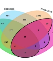 Anti-tumor Effects of Hedyotis diffusa Willd on Cervical Cancer: Inhibition of Proliferation, Migration, and Induction of Apoptosis