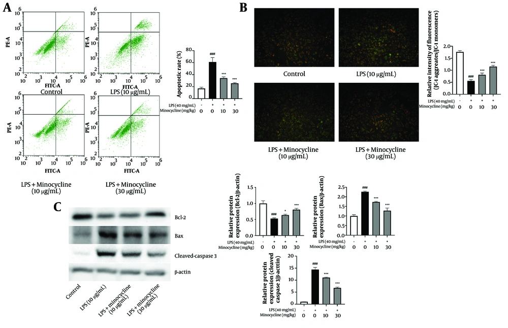 Minocycline inhibits the apoptosis and mitochondrial damage in lipopolysaccharide (LPS)-induced A549 cells. A, flow cytometry analysis for cell apoptosis in lipopolysaccharide (LPS)-induced A549 cells; B, the mitochondrial membrane potential which indicates by the red/green fluorescence ratio was measured by the JC-1; C, the B-cell lymphoma-2 (Bcl-2), Bcl-2 associated X protein (Bax), and cleaved-Caspase3 expression of LPS-induced A549 cells [(n = 6) values are mean ± SD; ### P < 0.001 vs. the control group, * P < 0.05, *** P < 0.001 vs. LPS-treated group.. Minocycline inhibits the apoptosis and mitochondrial damage in lipopolysaccharide (LPS)-induced A549 cells. A, flow cytometry analysis for cell apoptosis in lipopolysaccharide (LPS)-induced A549 cells; B, the mitochondrial membrane potential which indicates by the red/green fluorescence ratio was measured by the JC-1; C, the B-cell lymphoma-2 (Bcl-2), Bcl-2 associated X protein (Bax), and cleaved-Caspase3 expression of LPS-induced A549 cells [(n = 6) values are mean ± SD; ### P < 0.001 vs. the control group, * P < 0.05, *** P < 0.001 vs. LPS-treated group..