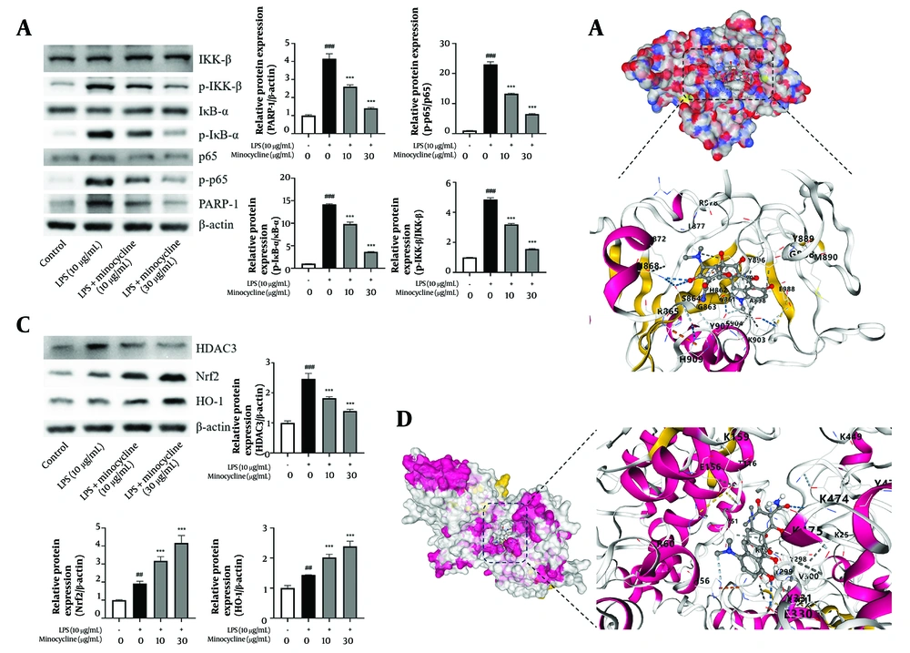 Minocycline reduces lipopolysaccharide-induced acute lung injury (ALI) through inactive poly (ADP-ribose) polymerase-1 (PARP-1) and histone deacetylase 3 (HDCA3) pathway. A and C, western blot analysis for PARP-1, p-p65, IKK-β, p-IKKβ, IκBα, p- inhibitor of kappa B (IκBα), nuclear factor erythroid 2-related factor 2 (Nrf2), heme oxygenase-1 (HO-1), and HDAC3 of lipopolysaccharide (LPS)-induced A549 cells; B and D, schematic diagram of molecular docking of minocycline with PARP-1 and HDAC3 [(n = 6) values are mean ± SD; ## P < 0.01, ### P < 0.001 vs. the control group, *** P < 0.001 vs. LPS-treated group. Minocycline reduces lipopolysaccharide-induced acute lung injury (ALI) through inactive poly (ADP-ribose) polymerase-1 (PARP-1) and histone deacetylase 3 (HDCA3) pathway. A and C, western blot analysis for PARP-1, p-p65, IKK-β, p-IKKβ, IκBα, p- inhibitor of kappa B (IκBα), nuclear factor erythroid 2-related factor 2 (Nrf2), heme oxygenase-1 (HO-1), and HDAC3 of lipopolysaccharide (LPS)-induced A549 cells; B and D, schematic diagram of molecular docking of minocycline with PARP-1 and HDAC3 [(n = 6) values are mean ± SD; ## P < 0.01, ### P < 0.001 vs. the control group, *** P < 0.001 vs. LPS-treated group.