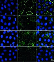 Schisanhenol Alleviates Mycophenolic Acid-Induced Intestinal Epithelial Cell Barrier Damage by Activating the Nrf2/HO-1 Signaling Pathway