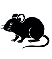 Chronic Pseudomonas aeruginosa Pneumonia Triggers Inflammation-Driven Oncogenic Signaling in Juvenile Mice: Implications for Pharmacological Intervention