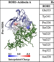 In Silico and in vitro Characterization of Lactobacillus acidophilus Bacteriocins as ROR-1-Targeted Therapeutics in Breast Cancer