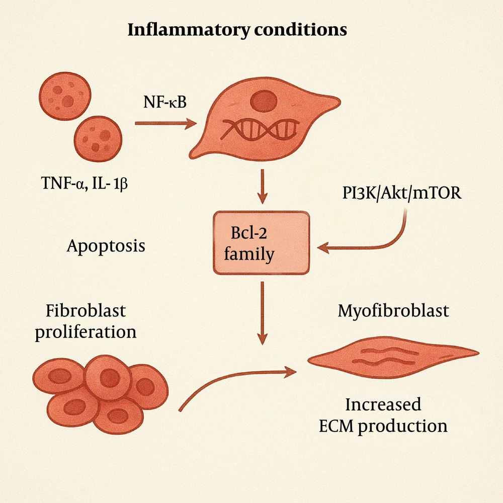 Inflammatory mediators activate survival pathways in fibroblasts, preventing apoptosis and promoting proliferation. These cells differentiate into myofibroblasts, producing excess extracellular matrix (ECM) such as collagen and fibronectin. Inflammatory mediators activate survival pathways in fibroblasts, preventing apoptosis and promoting proliferation. These cells differentiate into myofibroblasts, producing excess extracellular matrix (ECM) such as collagen and fibronectin.