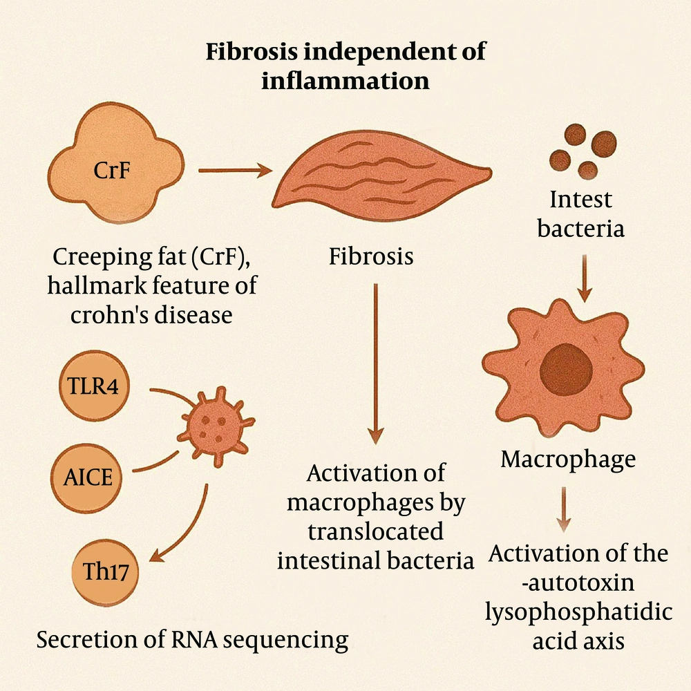 The progression of fibrosis occurs independently of the inflammatory process. The progression of fibrosis occurs independently of the inflammatory process.