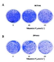 Vitamin P Significantly Inhibits the Expression of Ki67 and VEGF and Promotes the Apoptosis of Colorectal Cancer Cells