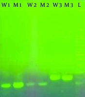 Enhanced Hyaluronic Acid Production in Streptococcus equi subsp. Streptococcuszooepidemicus Through Strain Mutagenesis and Optimized Purification