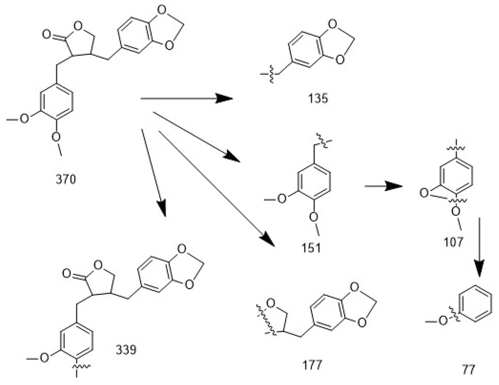 Fragmentation pattern of the mass spectrum for compound 4: In the fragmentation analysis of the mass spectrum, the presence of fragment ions at m/z 339, 177, 151, 135, 107, and 77 provides structural confirmation of the compound as kusunokinin. Fragmentation pattern of the mass spectrum for compound 4: In the fragmentation analysis of the mass spectrum, the presence of fragment ions at m/z 339, 177, 151, 135, 107, and 77 provides structural confirmation of the compound as kusunokinin.