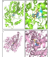 Effects of Acacetin on the Pharmacokinetics of Diazepam in vivo and in vitro