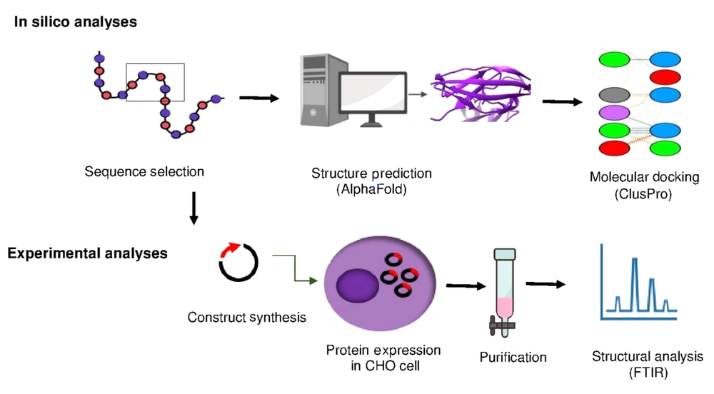 Schematic figure of design, computational analysis and recombinant expression of truncated interleukin-6 receptor (seIL-6R). Schematic figure of design, computational analysis and recombinant expression of truncated interleukin-6 receptor (seIL-6R).