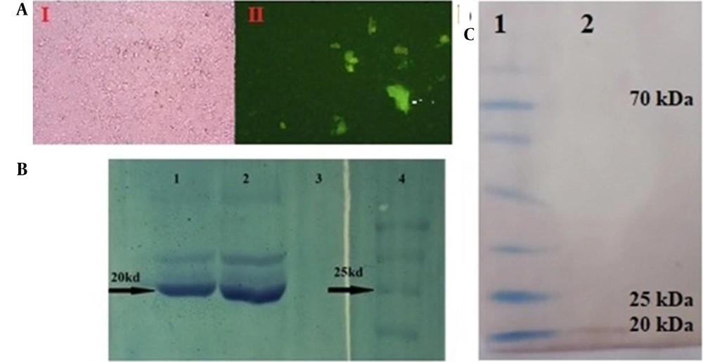 Expression analysis of selected sequence interleukin-6 receptor (seIL-6R) protein. A, green-fluorescent protein (GFP) expression in Chinese hamster ovary (CHO)-K1 cells and secretion in culture medium (Marked with an arrow). (1) light microscopy; (2) immunofluorescence microscopy; B, sodium dodecyl sulfate-polyacrylamide gel electrophoresis (SDS-PAGE) showing a 20 kDa band in lanes 1 and 2. Lane 3, negative control, lane 4, protein marker; C, western blot validation by anti-stag antibody. Lane 1, prestained protein marker; Lane 2, seIL-6R band. Expression analysis of selected sequence interleukin-6 receptor (seIL-6R) protein. A, green-fluorescent protein (GFP) expression in Chinese hamster ovary (CHO)-K1 cells and secretion in culture medium (Marked with an arrow). (1) light microscopy; (2) immunofluorescence microscopy; B, sodium dodecyl sulfate-polyacrylamide gel electrophoresis (SDS-PAGE) showing a 20 kDa band in lanes 1 and 2. Lane 3, negative control, lane 4, protein marker; C, western blot validation by anti-stag antibody. Lane 1, prestained protein marker; Lane 2, seIL-6R band.
