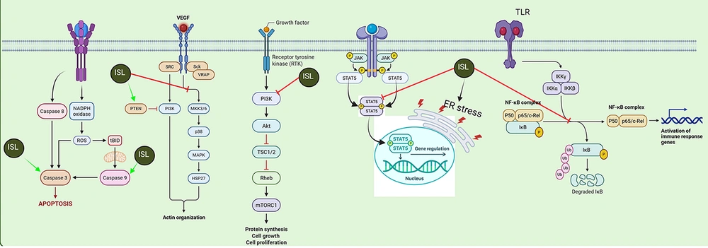 Isoliquiritigenin (ISL) promotes apoptosis through reactive oxygen species (ROS) and cysteine-aspartic proteases (Casp) activation, inhibits cytoskeletal remodeling via vascular endothelial growth factor (VEGF)/phosphoinositide 3-kinase (PI3K)-protein kinase B (Akt), suppresses mechanistic target of rapamycin complex 1 (mTORC1)-driven cell growth, modulates signal transducer and activator of transcription (STAT) 5-dependent gene expression, and blocks toll-like receptor (TLR)/nuclear factor-kappa B (NF-κB)-mediated inflammatory signaling. Red and green arrows indicate inhibitory and stimulatory effects, respectively (MAPK, mitogen-activated protein kinase; IKKα/β/γ, inhibitor of kappa B kinase alpha/beta/gamma; PSD, postsynaptic density; ER stress, endoplasmic reticulum stress; RTK, receptor tyrosine kinase; TSC1/2, tuberous sclerosis complex 1 and 2; NADPH, nicotinamide adenine dinucleotide phosphate (reduced form)). Isoliquiritigenin (ISL) promotes apoptosis through reactive oxygen species (ROS) and cysteine-aspartic proteases (Casp) activation, inhibits cytoskeletal remodeling via vascular endothelial growth factor (VEGF)/phosphoinositide 3-kinase (PI3K)-protein kinase B (Akt), suppresses mechanistic target of rapamycin complex 1 (mTORC1)-driven cell growth, modulates signal transducer and activator of transcription (STAT) 5-dependent gene expression, and blocks toll-like receptor (TLR)/nuclear factor-kappa B (NF-κB)-mediated inflammatory signaling. Red and green arrows indicate inhibitory and stimulatory effects, respectively (MAPK, mitogen-activated protein kinase; IKKα/β/γ, inhibitor of kappa B kinase alpha/beta/gamma; PSD, postsynaptic density; ER stress, endoplasmic reticulum stress; RTK, receptor tyrosine kinase; TSC1/2, tuberous sclerosis complex 1 and 2; NADPH, nicotinamide adenine dinucleotide phosphate (reduced form)).