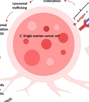 Therapeutic Applications and Target Strategies of Antibody-Drug Conjugates in Ovarian Cancer