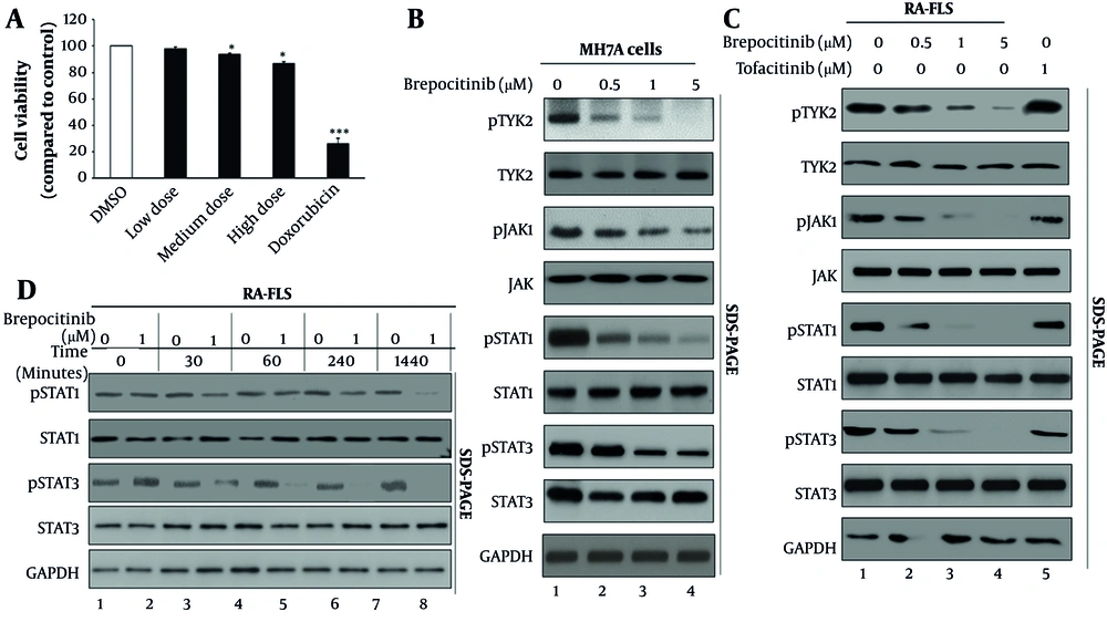 Effects of brepocitinib on MH7A cell viability and JAK-STAT pathway activation. A, cell viability of MH7A synoviocytes following treatment with brepocitinib at concentrations of 0.5 µM, 1 µM, and 5 µM for 24 hours. MTT assay was performed, and absorbance at 570 nm was normalized to DMSO control (0.1%). Data represent mean ± SD from three independent experiments. * P < 0.05 vs. vehicle. Although small statistical differences were detected at 1 µM and 5 µM, all brepocitinib-treated groups maintained viability above the predefined non-cytotoxic threshold (≥ 85% of vehicle). Therefore, these changes are considered not biologically relevant and confirm that brepocitinib is non-cytotoxic within the tested range. doxorubicin (1 µM) was used as a positive control and showed a marked reduction (~20%) in viability, validating assay responsiveness. B, brepocitinib suppresses phosphorylation of JAK-STAT pathway proteins in MH7A synoviocytes. MH7A cells were treated with brepocitinib at concentrations of 0.5 µM, 1 µM, and 5 µM for 24 hours. Western blot analysis was performed to assess the expression of phosphorylated and unphosphorylated forms of TYK2, JAK1, STAT1, and STAT3. GAPDH was used as a loading control. Protein lysates (30 µg per lane) were resolved by SDS-PAGE and probed with specific antibodies as indicated. Blots are representative of three independent experiments. Regression analysis confirmed a significant concentration-dependent reduction in p-JAK1 and p-STAT3 (R² > 0.90, P < 0.01). C, validation in primary RA-FLS (HFLS-RA). Cells were treated with brepocitinib (0.5, 1, 5 µM, 24 h) or tofacitinib (1 µM) and analyzed by Western blot for p-TYK2, TYK2, p-JAK1, JAK1, p-STAT1, STAT1, p-STAT3, and STAT3. GAPDH served as loading control. Results represent mean ± SD from three independent experiments. Low, medium, and high doses correspond to 0.5, 1, and 5 µM brepocitinib, respectively. Regression analysis also confirmed dose-dependent suppression of p-TYK2, p-JAK1, p-STAT1, and p-STAT3 in RA-FLS (R² > 0.88, P < 0.01). D, primary RA-FLS (HFLS-RA) were treated with brepocitinib (1 µM) for 0, 30, 60, 240 minutes, and 24 hours. Western blot analysis was performed for p-STAT1, STAT1, p-STAT3, and STAT3, with GAPDH serving as the loading control. Values represent mean ± SD from at least three independent experiments. Significance compared with control: * P < 0.05, *** P < 0.001. Two-way ANOVA demonstrated significant effects of treatment, time, and their interaction (P < 0.05). In all experiments, low, medium, and high doses correspond to 0.5 µM, 1 µM, and 5 µM brepocitinib, respectively. Effects of brepocitinib on MH7A cell viability and JAK-STAT pathway activation. A, cell viability of MH7A synoviocytes following treatment with brepocitinib at concentrations of 0.5 µM, 1 µM, and 5 µM for 24 hours. MTT assay was performed, and absorbance at 570 nm was normalized to DMSO control (0.1%). Data represent mean ± SD from three independent experiments. * P < 0.05 vs. vehicle. Although small statistical differences were detected at 1 µM and 5 µM, all brepocitinib-treated groups maintained viability above the predefined non-cytotoxic threshold (≥ 85% of vehicle). Therefore, these changes are considered not biologically relevant and confirm that brepocitinib is non-cytotoxic within the tested range. doxorubicin (1 µM) was used as a positive control and showed a marked reduction (~20%) in viability, validating assay responsiveness. B, brepocitinib suppresses phosphorylation of JAK-STAT pathway proteins in MH7A synoviocytes. MH7A cells were treated with brepocitinib at concentrations of 0.5 µM, 1 µM, and 5 µM for 24 hours. Western blot analysis was performed to assess the expression of phosphorylated and unphosphorylated forms of TYK2, JAK1, STAT1, and STAT3. GAPDH was used as a loading control. Protein lysates (30 µg per lane) were resolved by SDS-PAGE and probed with specific antibodies as indicated. Blots are representative of three independent experiments. Regression analysis confirmed a significant concentration-dependent reduction in p-JAK1 and p-STAT3 (R² > 0.90, P < 0.01). C, validation in primary RA-FLS (HFLS-RA). Cells were treated with brepocitinib (0.5, 1, 5 µM, 24 h) or tofacitinib (1 µM) and analyzed by Western blot for p-TYK2, TYK2, p-JAK1, JAK1, p-STAT1, STAT1, p-STAT3, and STAT3. GAPDH served as loading control. Results represent mean ± SD from three independent experiments. Low, medium, and high doses correspond to 0.5, 1, and 5 µM brepocitinib, respectively. Regression analysis also confirmed dose-dependent suppression of p-TYK2, p-JAK1, p-STAT1, and p-STAT3 in RA-FLS (R² > 0.88, P < 0.01). D, primary RA-FLS (HFLS-RA) were treated with brepocitinib (1 µM) for 0, 30, 60, 240 minutes, and 24 hours. Western blot analysis was performed for p-STAT1, STAT1, p-STAT3, and STAT3, with GAPDH serving as the loading control. Values represent mean ± SD from at least three independent experiments. Significance compared with control: * P < 0.05, *** P < 0.001. Two-way ANOVA demonstrated significant effects of treatment, time, and their interaction (P < 0.05). In all experiments, low, medium, and high doses correspond to 0.5 µM, 1 µM, and 5 µM brepocitinib, respectively.
