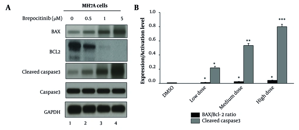 Evaluation of apoptotic markers in MH7A synoviocytes following brepocitinib treatment. A, MH7A cells were treated with brepocitinib at concentrations of 0.5 µM, 1 µM, and 5 µM for 24 hours. Total cellular protein was extracted using RIPA buffer containing protease inhibitors. Protein lysates (30 µg) were subjected to SDS-PAGE and transferred to PVDF membranes. Membranes were probed with antibodies specific to BAX, BCL-2, total caspase-3, and cleaved caspase-3. GAPDH was used as a loading control. Immunoreactive bands were visualized using enhanced chemiluminescence (ECL), and representative blots from three independent experiments are shown. B, densitometric analysis of Western blot bands was performed using ImageJ software. The ratio of BAX to BCL-2 protein expression was calculated as an indicator of pro-apoptotic signaling. Cleaved caspase-3 levels were quantified relative to total caspase-3 and expressed as a percentage. Data represent the mean ± SD from three independent experiments. Low, medium, and high doses correspond to 0.5, 1, and 5 µM brepocitinib, respectively. Values represent mean ± SD from at least three independent experiments. Significance compared with control: * P < 0.05, ** P < 0.01, *** P < 0.001. In all experiments, low, medium, and high doses correspond to 0.5 µM, 1 µM, and 5 µM brepocitinib, respectively. Evaluation of apoptotic markers in MH7A synoviocytes following brepocitinib treatment. A, MH7A cells were treated with brepocitinib at concentrations of 0.5 µM, 1 µM, and 5 µM for 24 hours. Total cellular protein was extracted using RIPA buffer containing protease inhibitors. Protein lysates (30 µg) were subjected to SDS-PAGE and transferred to PVDF membranes. Membranes were probed with antibodies specific to BAX, BCL-2, total caspase-3, and cleaved caspase-3. GAPDH was used as a loading control. Immunoreactive bands were visualized using enhanced chemiluminescence (ECL), and representative blots from three independent experiments are shown. B, densitometric analysis of Western blot bands was performed using ImageJ software. The ratio of BAX to BCL-2 protein expression was calculated as an indicator of pro-apoptotic signaling. Cleaved caspase-3 levels were quantified relative to total caspase-3 and expressed as a percentage. Data represent the mean ± SD from three independent experiments. Low, medium, and high doses correspond to 0.5, 1, and 5 µM brepocitinib, respectively. Values represent mean ± SD from at least three independent experiments. Significance compared with control: * P < 0.05, ** P < 0.01, *** P < 0.001. In all experiments, low, medium, and high doses correspond to 0.5 µM, 1 µM, and 5 µM brepocitinib, respectively.