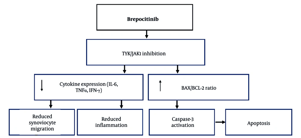 Mechanistic summary of brepocitinib’s molecular and functional effects in MH7A synoviocytes. This diagram synthesizes findings from <a href="#A166019FIG1">Figures 1</a> - <a href="#A166019FIG4">4</a> into an integrated pathway model of brepocitinib action. The illustration highlights brepocitinib’s dual inhibition of TYK2 and JAK1, leading to downstream suppression of STAT1 and STAT3 phosphorylation. These upstream effects result in reduced transcription and secretion of key inflammatory cytokines (IL-6, TNF-α, and IFN-γ), which in turn drive reduced inflammation and impaired synoviocyte migration. Simultaneously, brepocitinib promotes mitochondrial-dependent apoptosis via increased BAX/BCL-2 ratio and activation of caspase-3. Notably, the inhibition of migration is independent of apoptosis, reflecting a cytokine-driven mechanism rather than loss of cell viability. Mechanistic summary of brepocitinib’s molecular and functional effects in MH7A synoviocytes. This diagram synthesizes findings from <a href="#A166019FIG1">Figures 1</a> - <a href="#A166019FIG4">4</a> into an integrated pathway model of brepocitinib action. The illustration highlights brepocitinib’s dual inhibition of TYK2 and JAK1, leading to downstream suppression of STAT1 and STAT3 phosphorylation. These upstream effects result in reduced transcription and secretion of key inflammatory cytokines (IL-6, TNF-α, and IFN-γ), which in turn drive reduced inflammation and impaired synoviocyte migration. Simultaneously, brepocitinib promotes mitochondrial-dependent apoptosis via increased BAX/BCL-2 ratio and activation of caspase-3. Notably, the inhibition of migration is independent of apoptosis, reflecting a cytokine-driven mechanism rather than loss of cell viability.
