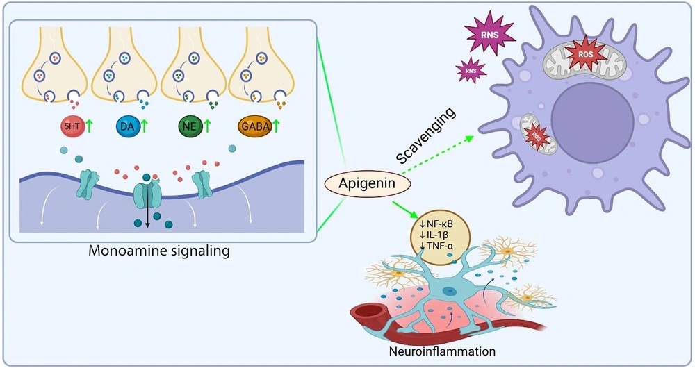 Mechanisms underlying the neuropsychological effects of apigenin. This figure depicts the modulation by apigenin of monoamine signaling through increased synaptic concentrations of 5-HT, DA, NE, and GABA, resulting in enhanced neurotransmission. The illustration also highlights the neuroprotective actions of apigenin, including scavenging of ROS and reactive nitrogen species (RNS), thereby reducing oxidative stress. Furthermore, the figure shows the attenuation by apigenin of neuroinflammation through the downregulation of pro-inflammatory mediators, such as NF-κB, IL-1β, and TNF-α. 5-HT, serotonin; DA, dopamine; NE, norepinephrine; GABA, gamma-aminobutyric acid; ROS, reactive oxygen species; RNS, reactive nitrogen species; NF-κB, nuclear factor kappa B; IL-1β, interleukin-1 beta; TNF-α, tumor necrosis factor-alpha. Mechanisms underlying the neuropsychological effects of apigenin. This figure depicts the modulation by apigenin of monoamine signaling through increased synaptic concentrations of 5-HT, DA, NE, and GABA, resulting in enhanced neurotransmission. The illustration also highlights the neuroprotective actions of apigenin, including scavenging of ROS and reactive nitrogen species (RNS), thereby reducing oxidative stress. Furthermore, the figure shows the attenuation by apigenin of neuroinflammation through the downregulation of pro-inflammatory mediators, such as NF-κB, IL-1β, and TNF-α. 5-HT, serotonin; DA, dopamine; NE, norepinephrine; GABA, gamma-aminobutyric acid; ROS, reactive oxygen species; RNS, reactive nitrogen species; NF-κB, nuclear factor kappa B; IL-1β, interleukin-1 beta; TNF-α, tumor necrosis factor-alpha.