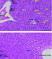 The Role of GRP78/ATF6/IRE1 and Caspase-12 Signaling Pathways in the Protective Effects of n-Hexane Oil Extract of Black Soldier Flies’ Larvae (Hermetia illucens) Against Aflatoxin-Induced Hepatotoxicity in Rats