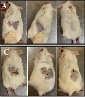 Preparation and Evaluation of Zn<sub>2</sub>(BDC)<sub>2</sub>(DABCO)-β-CD MOF as a Dual-Drug Delivery Nanocomposite Containing Tetracycline and Indomethacin for Skin Wound Healing in BALB/c Mice