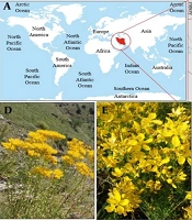 Exploration of Endophytic Fungal Communities in Three <i>Hypericum</i> Species: Molecular Identification and Evaluation of Antibacterial Activity Against Clinically Relevant Pathogens