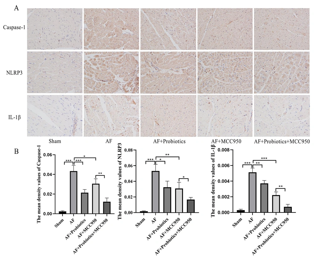 Probiotics inhibited the activation of the NOD-like receptor family pyrin domain containing 3 (NLRP3) inflammasome signaling pathway. A and B, the expression of caspase-1, NLRP3, and interleukin-1β (IL-1β) proteins in cardiac tissues was detected by IHC. n = 5; * P < 0.05, ** P < 0.01, *** P< 0.001. Probiotics inhibited the activation of the NOD-like receptor family pyrin domain containing 3 (NLRP3) inflammasome signaling pathway. A and B, the expression of caspase-1, NLRP3, and interleukin-1β (IL-1β) proteins in cardiac tissues was detected by IHC. n = 5; * P < 0.05, ** P < 0.01, *** P< 0.001.