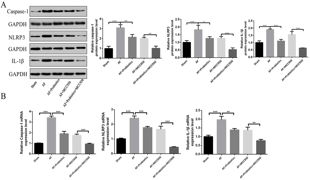 Probiotics inhibited the activation of the NOD-like receptor family pyrin domain containing 3 (NLRP3) inflammasome signaling pathway in cardiac tissues. The expression of caspase-1, NLRP3, and interleukin-1β (IL-1β) was detected by Western blot (A) and real-time quantitative polymerase chain reaction (RT-qPCR) (B). n = 5; * P < 0.05, ** P < 0.01, *** P< 0.001. Probiotics inhibited the activation of the NOD-like receptor family pyrin domain containing 3 (NLRP3) inflammasome signaling pathway in cardiac tissues. The expression of caspase-1, NLRP3, and interleukin-1β (IL-1β) was detected by Western blot (A) and real-time quantitative polymerase chain reaction (RT-qPCR) (B). n = 5; * P < 0.05, ** P < 0.01, *** P< 0.001.