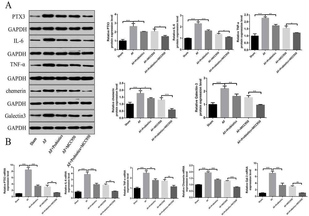 Probiotics improved atrial fibrillation (AF) by regulating intestinal flora imbalance and the NOD-like receptor family pyrin domain containing 3 (NLRP3) inflammasome signaling pathway in rats. The expression of AF biomarkers pentraxin 3 (PTX3), interleukin-6 (IL-6), tumor necrosis factor-alpha (TNF-α), chemerin, and Gal-3 was detected by Western blot (A) and real-time quantitative polymerase chain reaction (RT-qPCR) (B). n = 5; * P < 0.05, ** P < 0.01, *** P < 0.001. Probiotics improved atrial fibrillation (AF) by regulating intestinal flora imbalance and the NOD-like receptor family pyrin domain containing 3 (NLRP3) inflammasome signaling pathway in rats. The expression of AF biomarkers pentraxin 3 (PTX3), interleukin-6 (IL-6), tumor necrosis factor-alpha (TNF-α), chemerin, and Gal-3 was detected by Western blot (A) and real-time quantitative polymerase chain reaction (RT-qPCR) (B). n = 5; * P < 0.05, ** P < 0.01, *** P < 0.001.