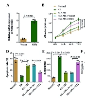 Astragalus Polysaccharide Suppresses Inflammation and Promotes Apoptosis in Hypertrophic Scars by Suppressing OGT-Mediated Nrf2 O-GlcNAcylation