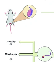 Cover image of the article: Naringin Administration Is Associated with Reduced Reproductive Toxicity Following Subchronic Low-Dose Chlorpyrifos Exposure in Rats